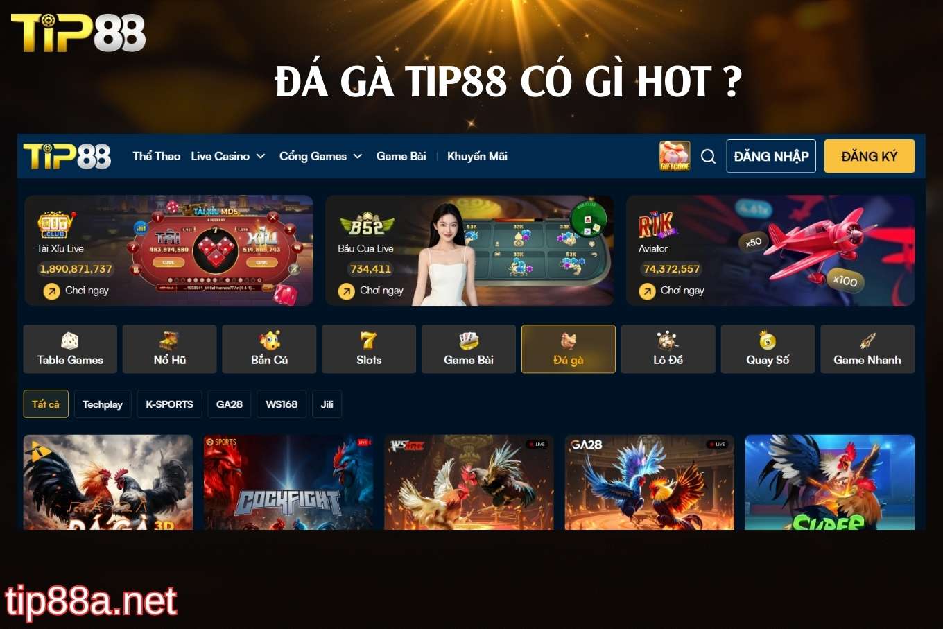 Sảnh đá gà Tip88 có gì hot?