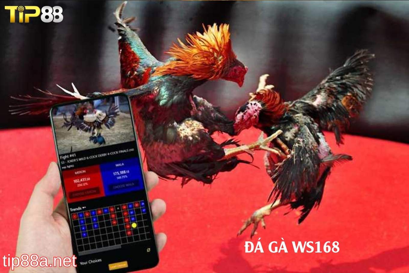 Trải nghiệm đá gà WS168