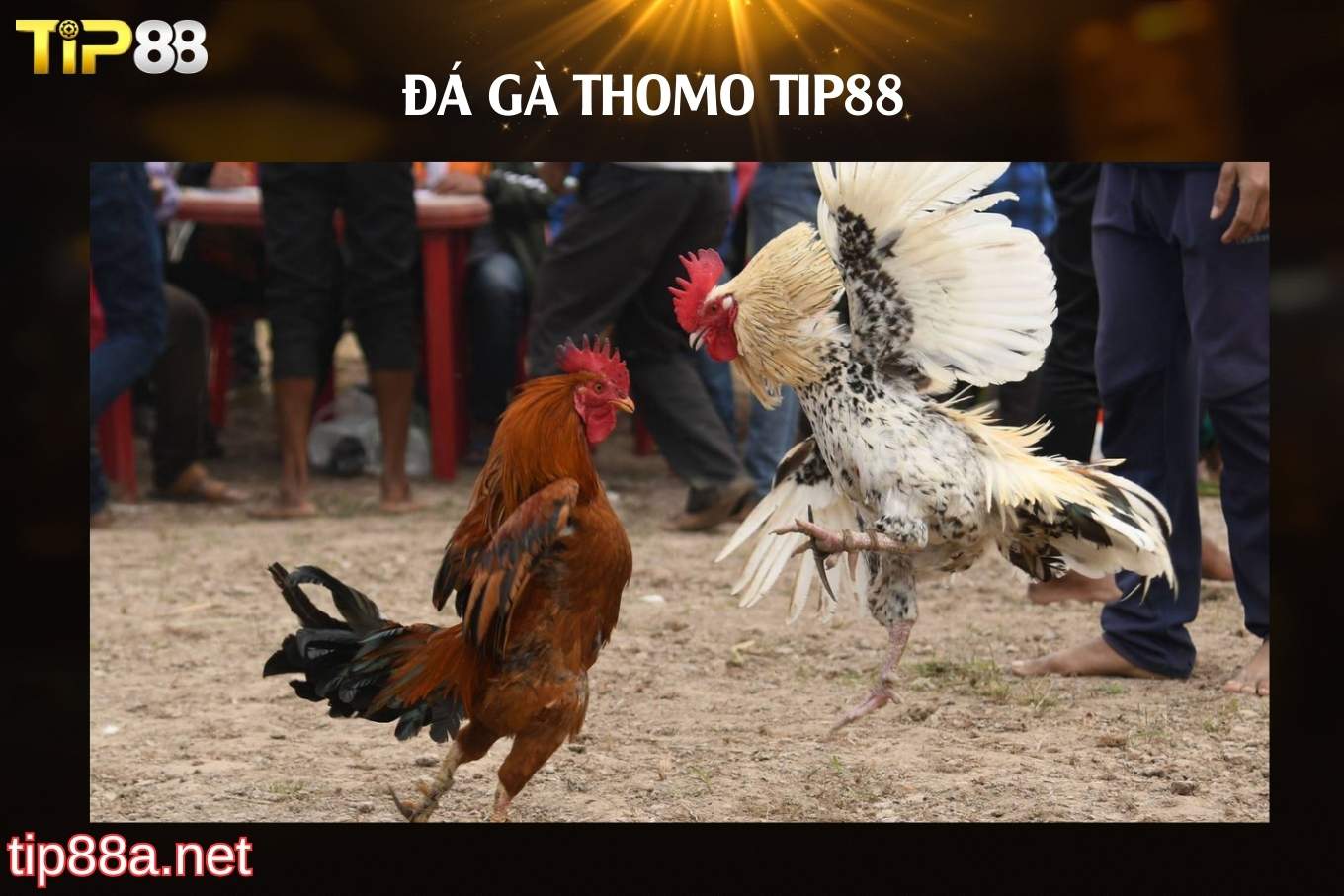Ưu điểm nổi bật của đá gà Thomo