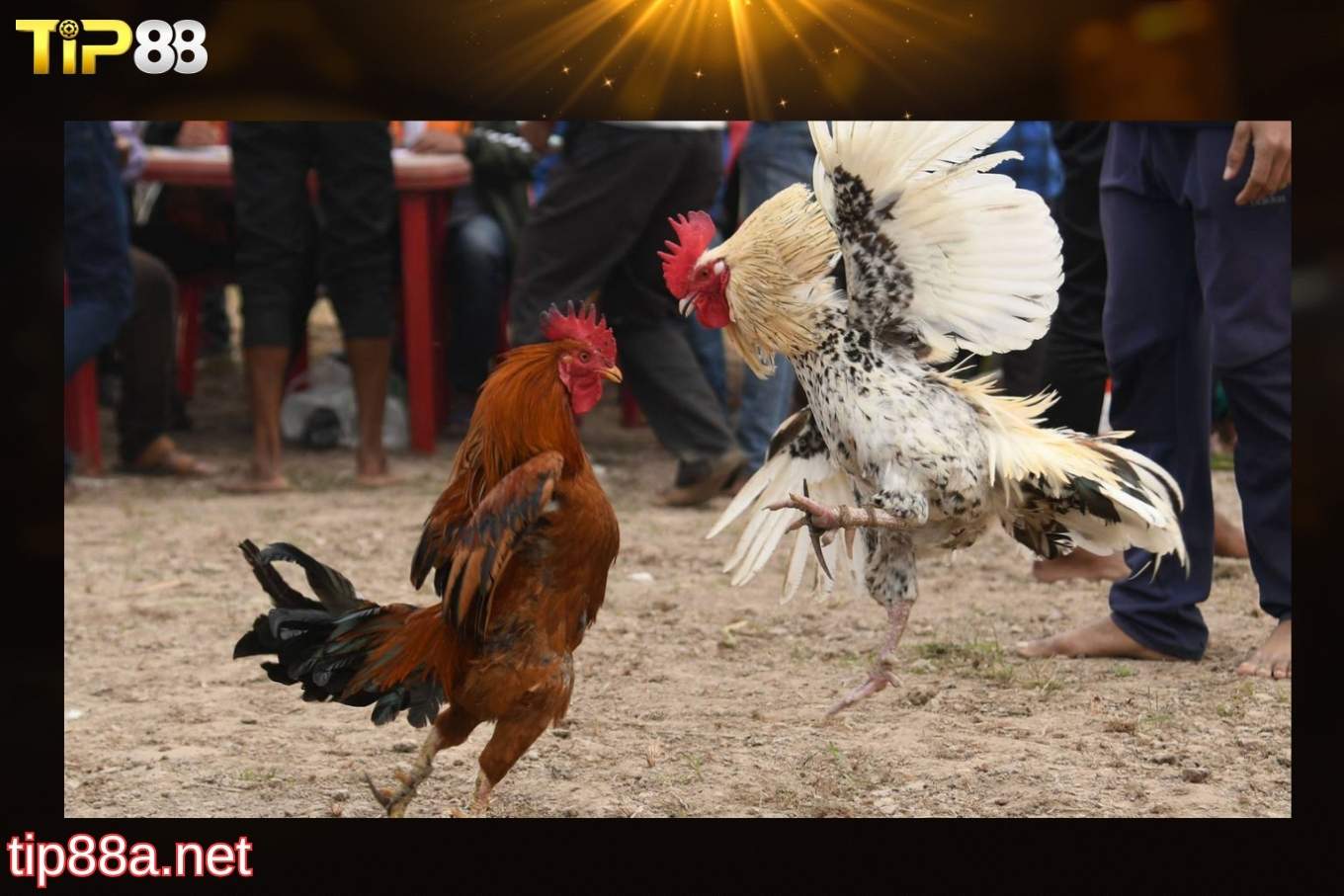 Ưu điểm vượt trội của đá gà cựa dao